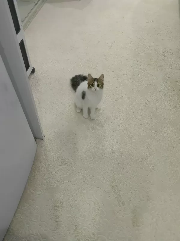 Çok sevecen ve çekingendir. İsmi mia ve oyun oynama delisidir.