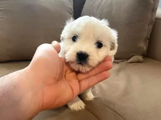 Topaç gibi maltese bebeklerimiz
