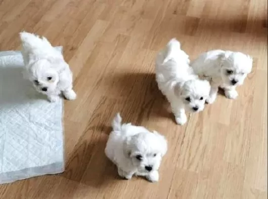 Topaç gibi maltese bebeklerimiz