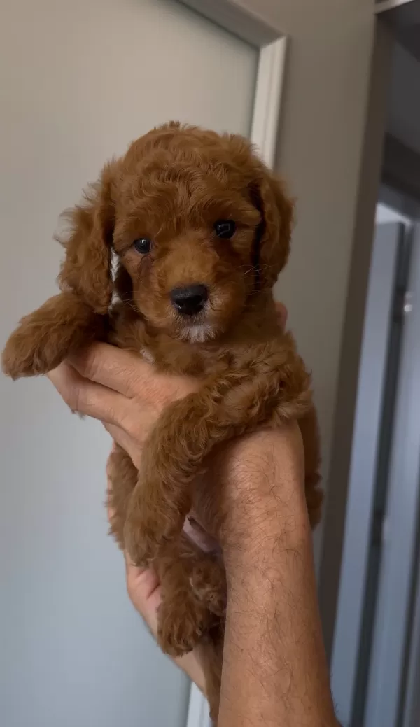2 BUÇUK AYLIK ERKEK TOY POODLE