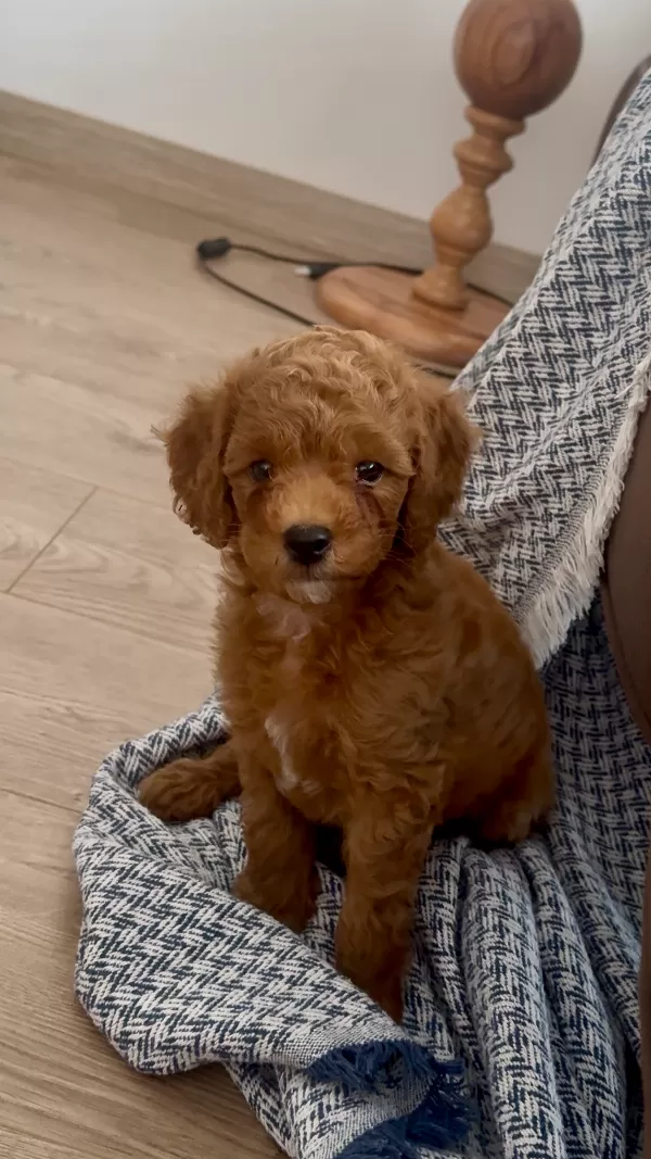 2 BUÇUK AYLIK ERKEK TOY POODLE