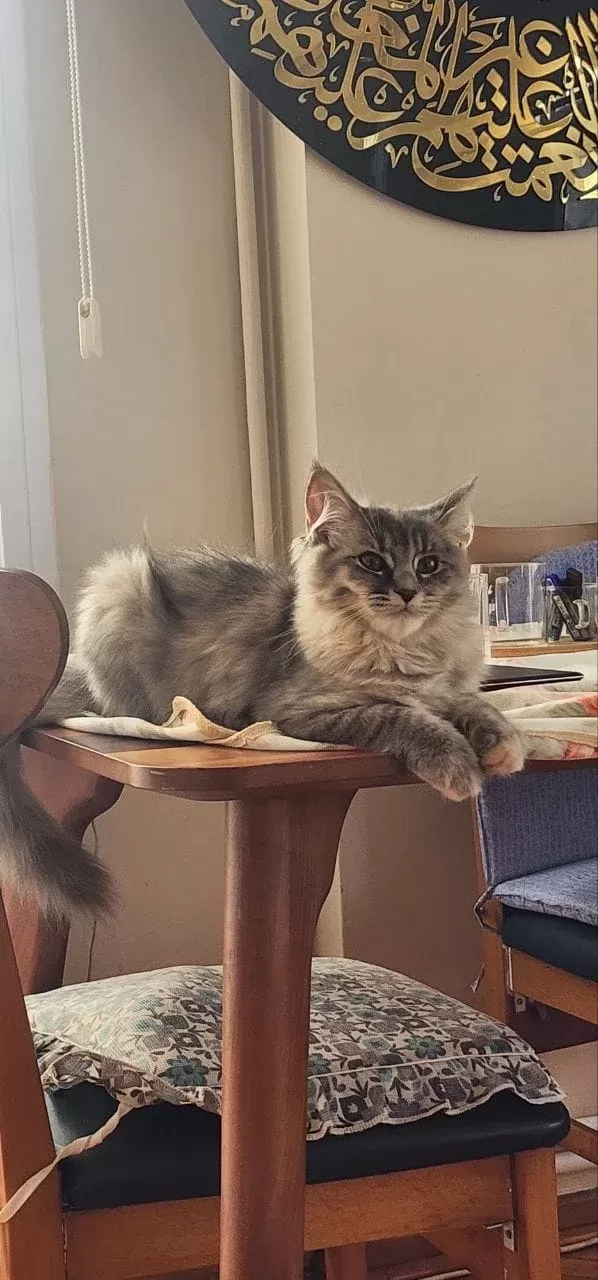 Sevimli ve özel Sağlıklı ırk yavrularımiz  🐾
