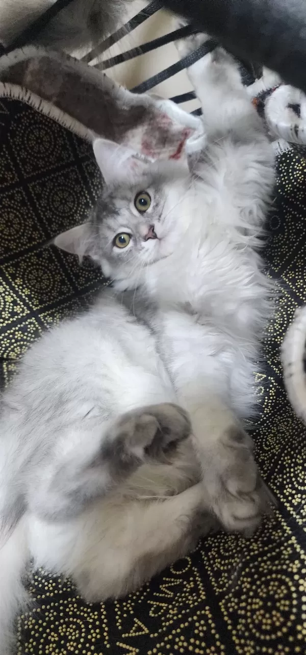 Sevimli ve özel Sağlıklı ırk yavrularımiz  🐾