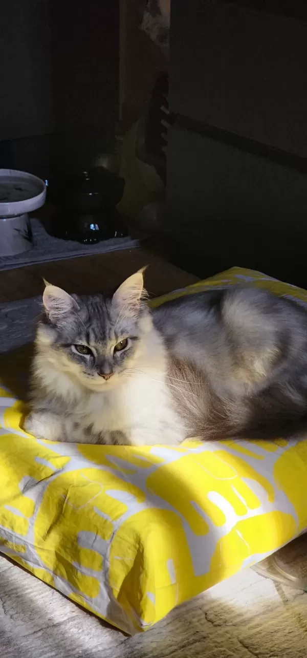Sevimli ve özel Sağlıklı ırk yavrularımiz  🐾