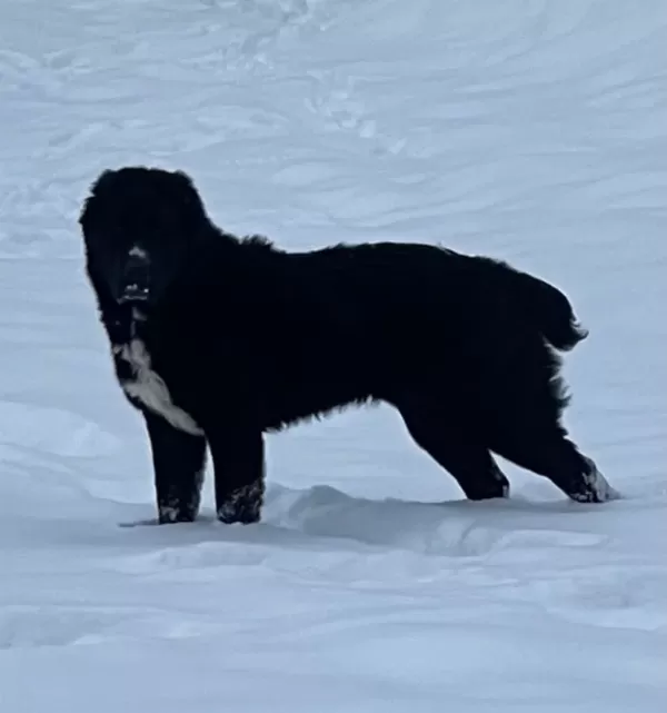 Pedigrili 2 Erkek Alabay (Orta Asya Çoban Köpeği) Satılık