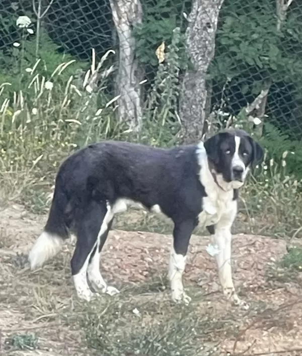 Pedigrili 2 Erkek Alabay (Orta Asya Çoban Köpeği) Satılık