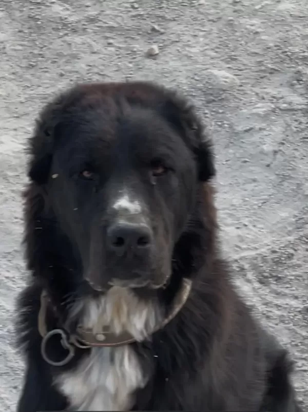 Pedigrili 2 Erkek Alabay (Orta Asya Çoban Köpeği) Satılık