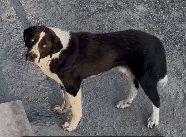 Pedigrili 2 Erkek Alabay (Orta Asya Çoban Köpeği) Satılık