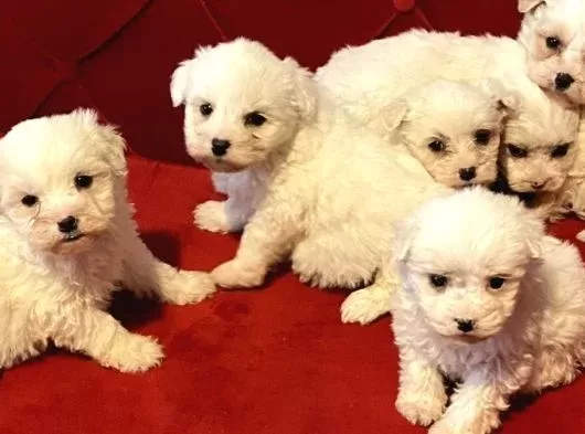 Aile ortamına alışık maltese bebeklerimiz