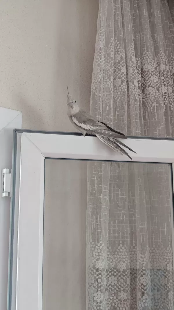 1 yaşında sultan papağanı