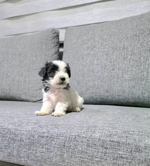 Kore morkie minnaklarım teslime hazır