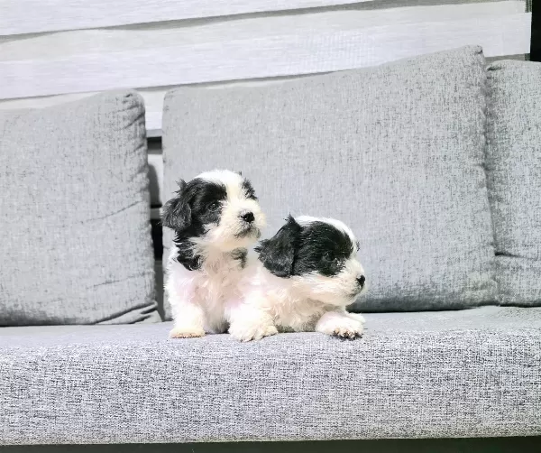 Kore morkie minnaklarım teslime hazır