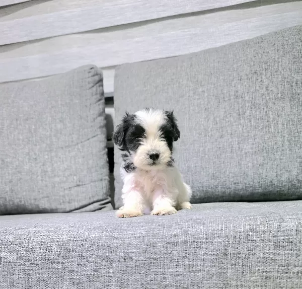 Kore morkie minnaklarım teslime hazır