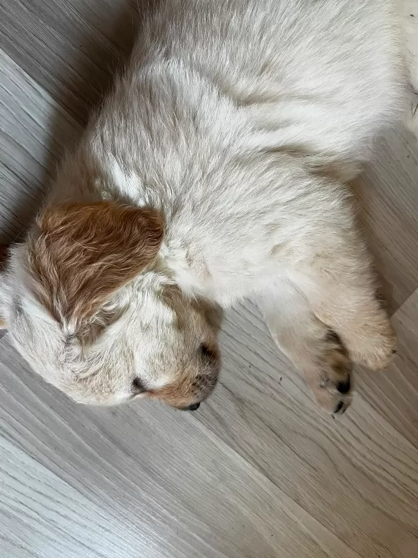 bir aylık yavru safkan golden yavrularımız
