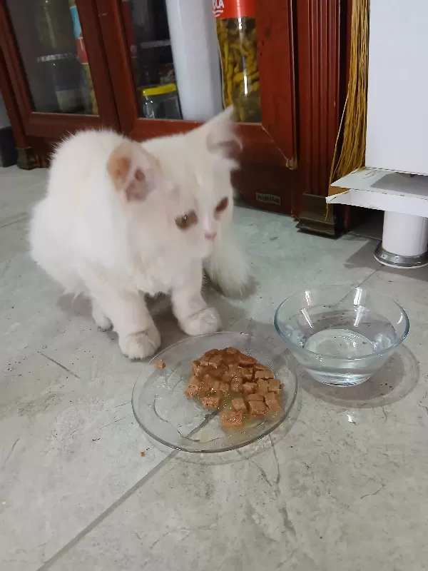 Kediyi dışarıda buldum . Acil bakacak biri aranıyor öğrenci olduğum için bakamiyorum