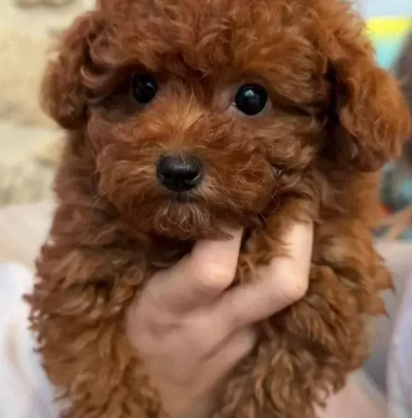 Teacup Red Brown Kore Toy Poodle Bebekler