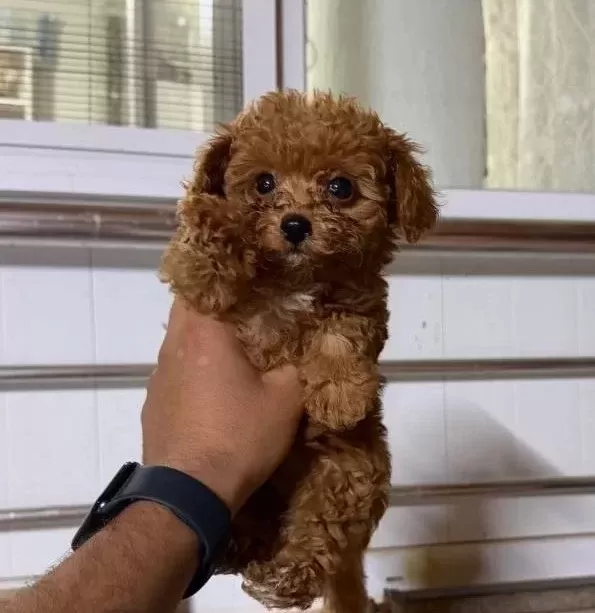 Teacup Red Brown Kore Toy Poodle Bebekler