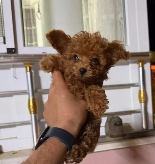 Teacup Red Brown Kore Toy Poodle Bebekler