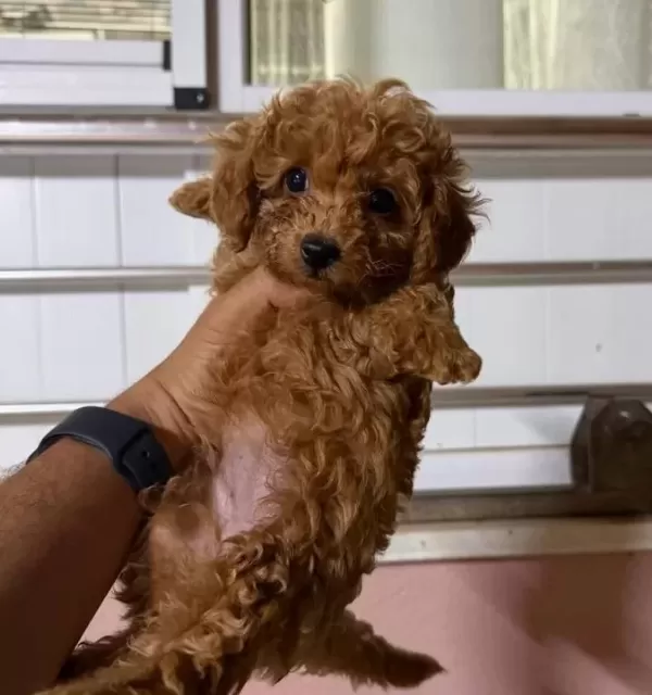 Teacup Red Brown Kore Toy Poodle Bebekler