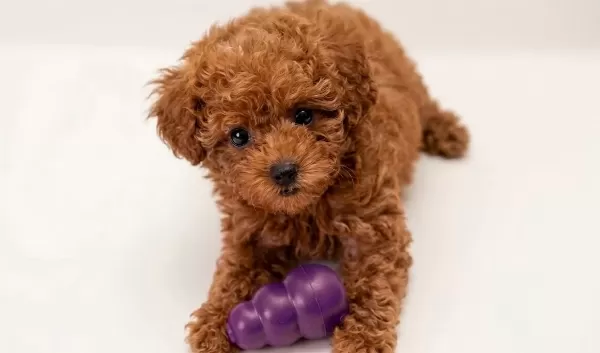 Oyuncak Değil Poodle Yavrumuz