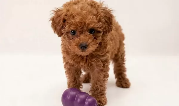 Oyuncak Değil Poodle Yavrumuz