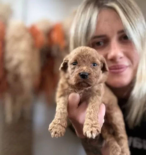 Toy Poodle Yavruları