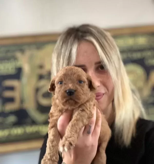 Toy Poodle Yavruları