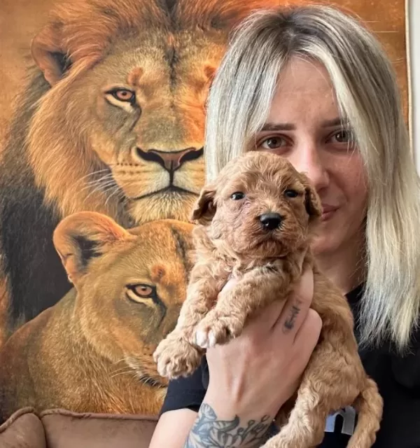 Toy Poodle Yavruları