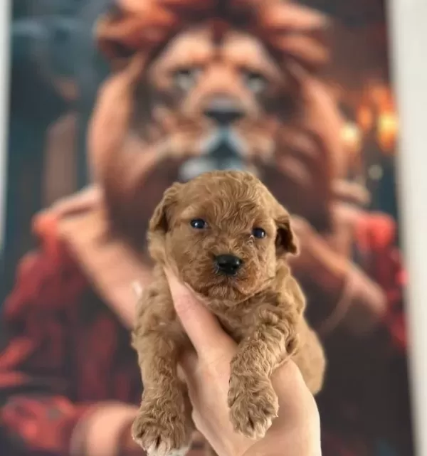 Toy Poodle Yavruları