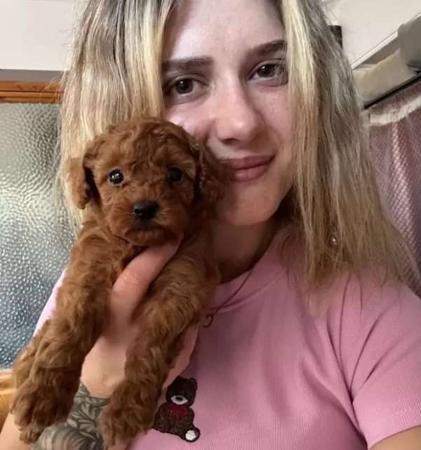 Toy Poodle Yavruları