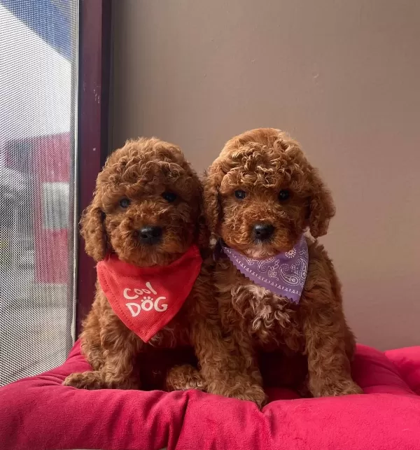 Toy Poodle Red Brown Asili Eğitimli Belgeli Yavrularımız