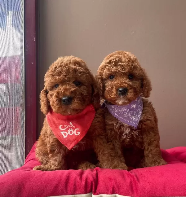 Toy Poodle Red Brown Asili Eğitimli Belgeli Yavrularımız