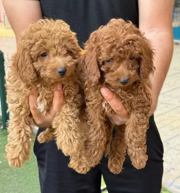 Konya Içi Elden Teslim Toypoodle Bebekler