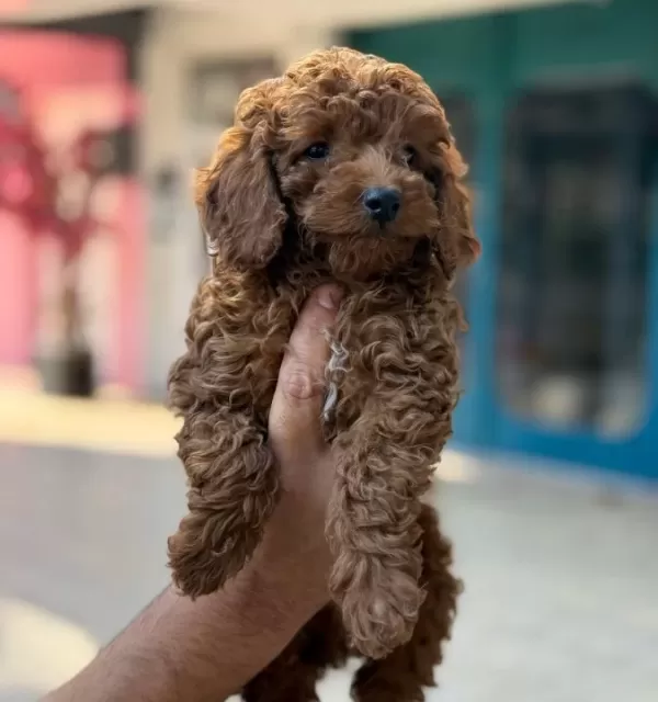 Konya Içi Elden Teslim Toypoodle Bebekler