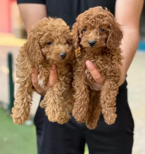 Konya Içi Elden Teslim Toypoodle Bebekler