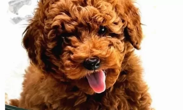 Vonalp Petshop Garanti̇si̇ İle Toy Poodle