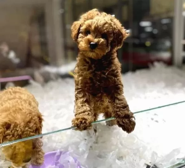Vonalp Petshop Garanti̇si̇ İle Toy Poodle