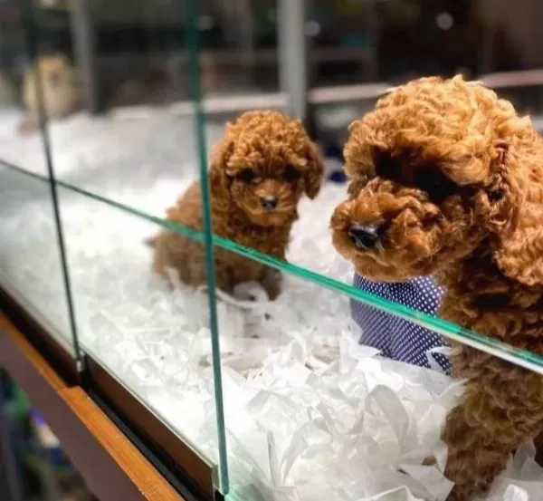 Vonalp Petshop Garanti̇si̇ İle Toy Poodle