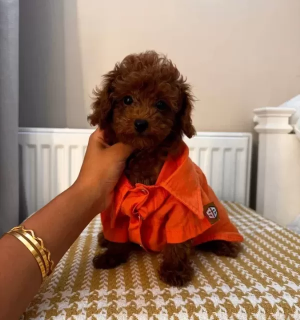 Fenomen Babanın Toypoodle Bebekleri
