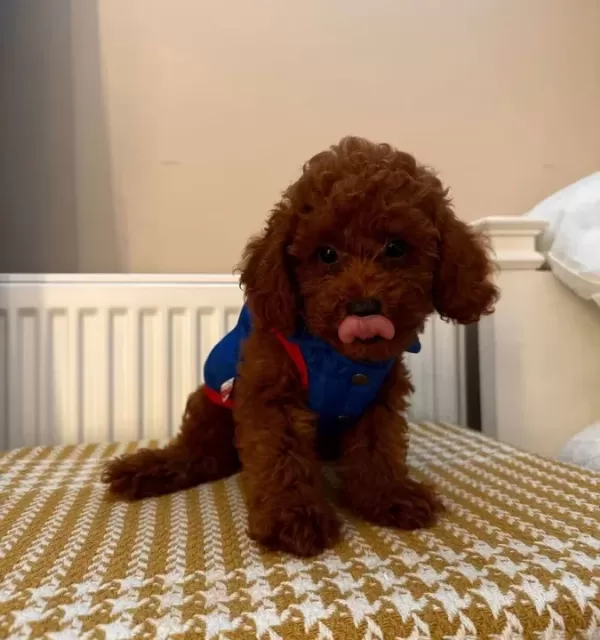 Fenomen Babanın Toypoodle Bebekleri