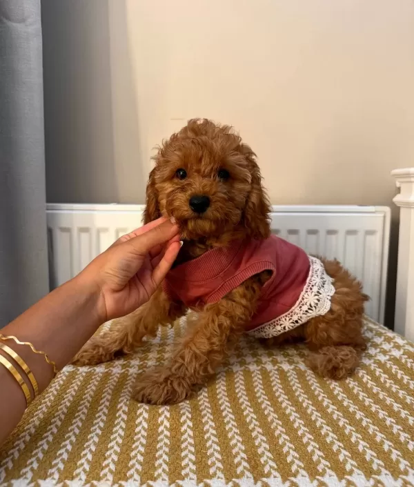 Fenomen Babanın Toypoodle Bebekleri