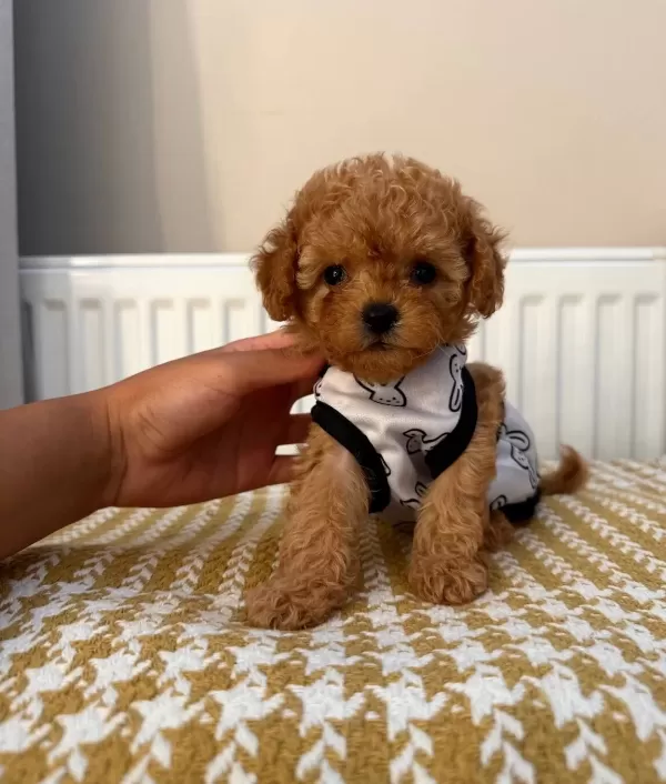 Fenomen Babanın Toypoodle Bebekleri