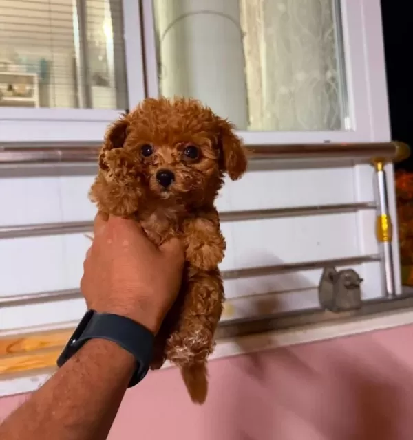 Toy Poodle Sevi̇mli̇ Yavrular