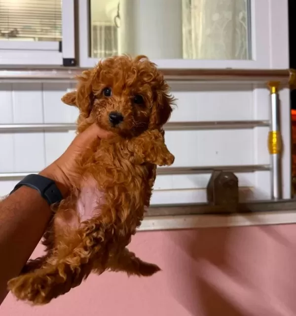 Toy Poodle Sevi̇mli̇ Yavrular