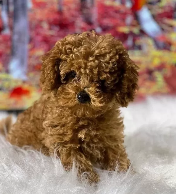 Zeki Oyuncu Antialerjik Tuy Dökmeyen Poodle Bebeklerimiz