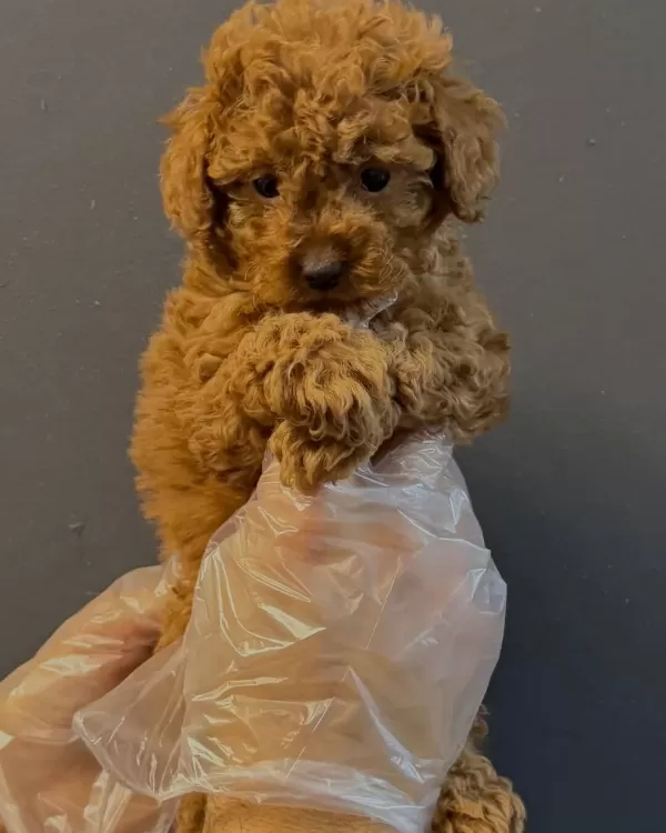 Zeki Oyuncu Antialerjik Tuy Dökmeyen Poodle Bebeklerimiz
