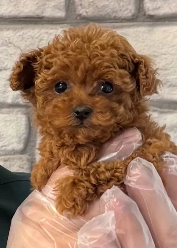 Zeki Oyuncu Antialerjik Tuy Dökmeyen Poodle Bebeklerimiz