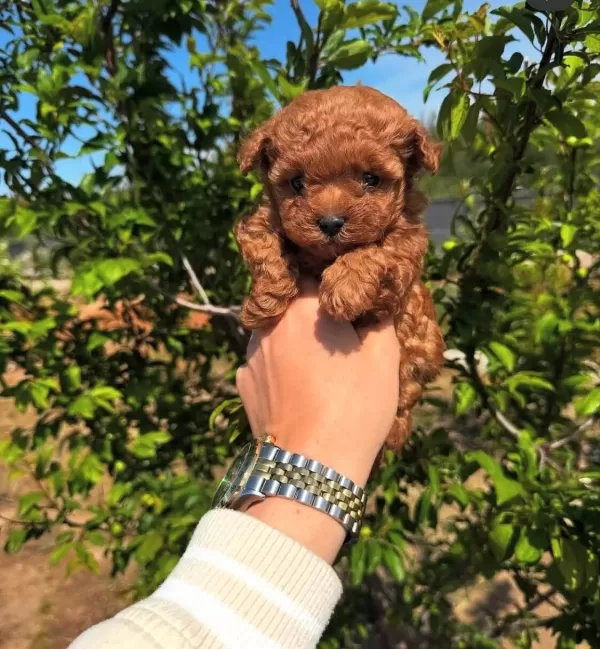 Redbrown Tea Cup Toy Poodle Yavrularimiz Hazirdir