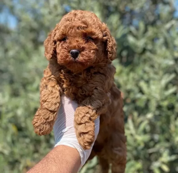 Redbrown Tea Cup Toy Poodle Yavrularimiz Hazirdir