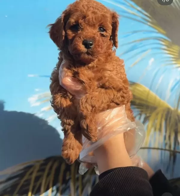 Redbrown Tea Cup Toy Poodle Yavrularimiz Hazirdir